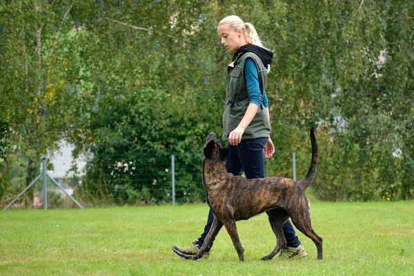 A Guide to Dog Obedience Training for a Well-Behaved Pet